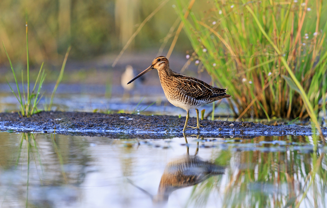 Countryside Stewardship Facilitation Fund 2023 Now Open